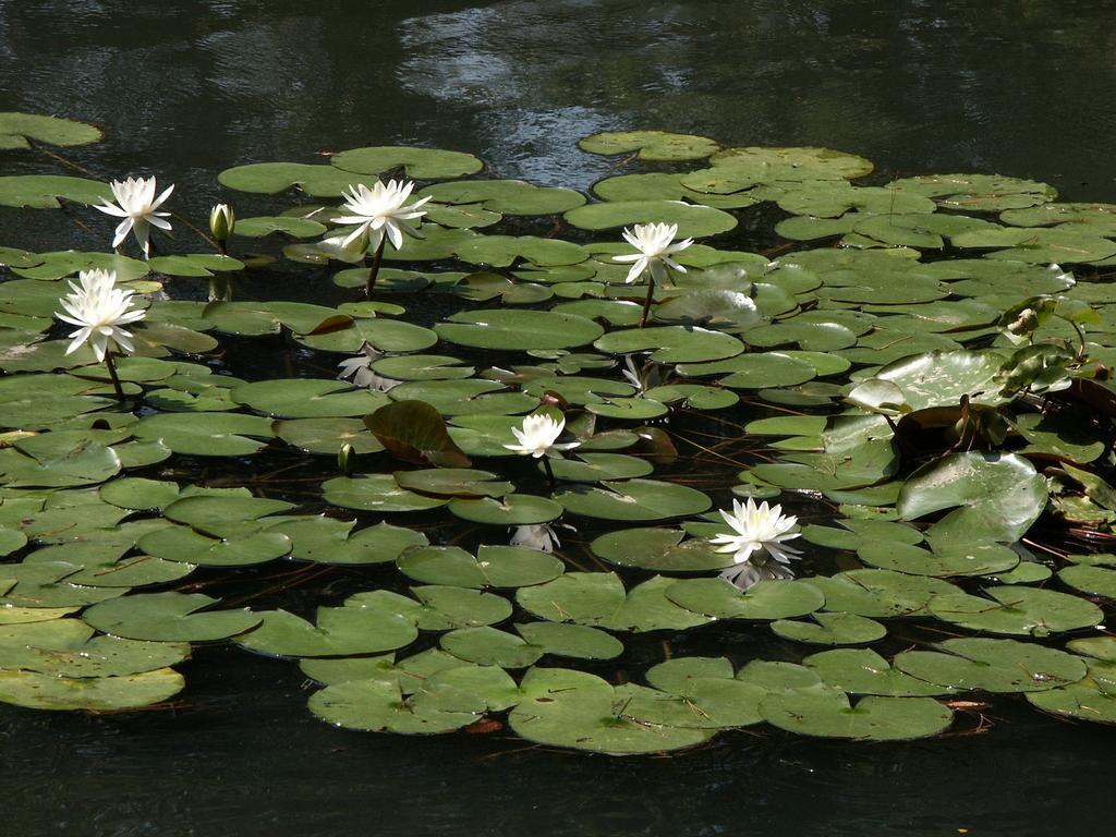 Matsusaki Nomi Exteriör bild